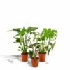 Delicious Monstera, Alocasia Zebrina, Strelitzia Nicolai - Plantes D'intérieur -Jardin Harmonie Soldes Boutique 94457af11b51b54e