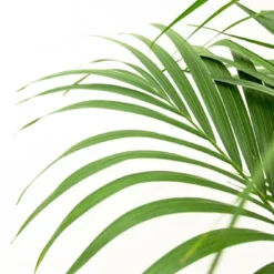 Palmier Kentia Xxl - H150cm, ø24cm - Très Grande Plante D'intérieur -Jardin Harmonie Soldes Boutique 9483ff7dfd1a5914