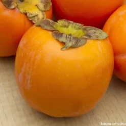 Kaki 'Rouge Brillant 1/2T Pot 15L -Jardin Harmonie Soldes Boutique 952752 001