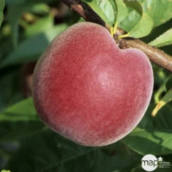 Pêcher à Chair Jaune JH Hale BIO, Gobelet 2 Ans 8 Pêcher à Chair Jaune JH Hale BIO, Gobelet 2 Ans -Jardin Harmonie Soldes Boutique 952757 1774771