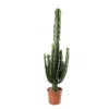 Euphorbe Erythrea : Pot Ø27 Cm -Jardin Harmonie Soldes Boutique 953625 002