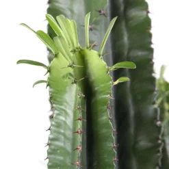 Euphorbe Erythrea : Pot Ø27 Cm 5 Euphorbe Erythrea : Pot Ø27 Cm -Jardin Harmonie Soldes Boutique 953625 003