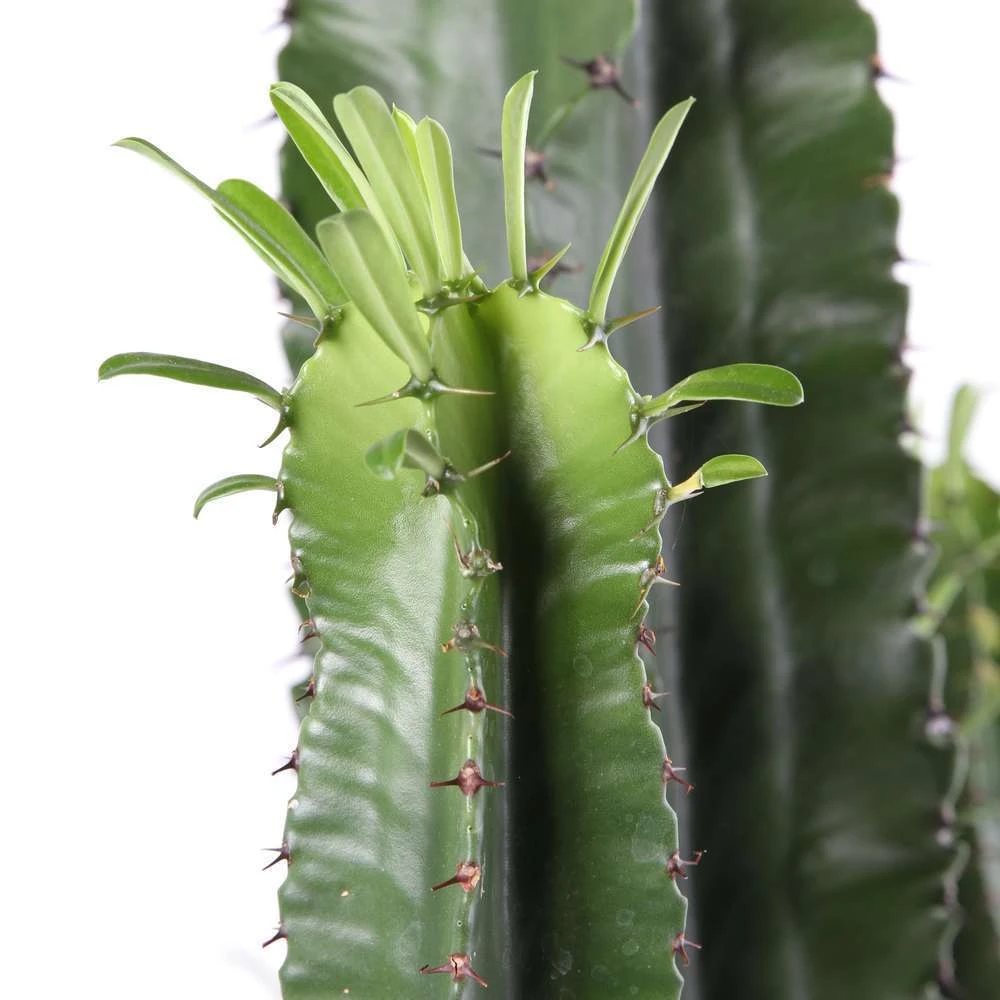 Euphorbe Erythrea : Pot Ø27 Cm 4 Euphorbe Erythrea : Pot Ø27 Cm – Image 2