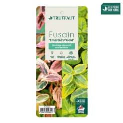 Euonymus Fortunei 'Emerald'n Gold : Pot 3L -Jardin Harmonie Soldes Boutique 954301 003