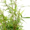 Bambou Non-traçant Fargesia 'Asian Wonder':pot 10L -Jardin Harmonie Soldes Boutique 954345 1455799