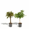 Ficus Elastica Melany, Ficus Benghalensis Audrey, Duo De Plantes - Grandes Plantes D'intérieur -Jardin Harmonie Soldes Boutique 95f73c4bbc680153