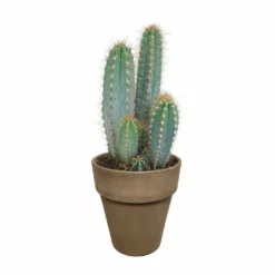 Pilosocereus Azureus Et Son Cache-pot Marron - H40cm, ø17cm - Plante D'intérieur -Jardin Harmonie Soldes Boutique 963343ed4487e29a