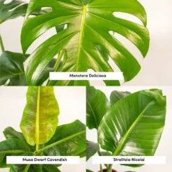 Monstera Deliciosa, Bananier Musa, Strelitzia Nicolai - Grandes Plantes D'intérieur -Jardin Harmonie Soldes Boutique 964644ac6b97da9d