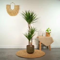 Dracaena Marginata - H120cm, ø21cm - Très Grande Plante D'intérieur -Jardin Harmonie Soldes Boutique 9656e702378e94b2