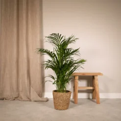 Palmier Areca - H85cm, ø19cm - Grande Plante D'intérieur -Jardin Harmonie Soldes Boutique 983a6600e3693891