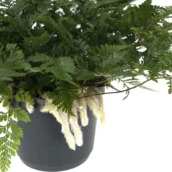 Humata Tyermannii - H20cm, ø17cm - Plante D'intérieur Tombante -Jardin Harmonie Soldes Boutique 98ca4eccc3d638d2