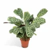 Ctenanthe Lovable - H25cm, ø14cm - Plante D'intérieur -Jardin Harmonie Soldes Boutique 98f7bf007e36eb0d