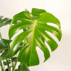 Monstera Deliciosa Et Son Cache-pot Doré - H80cm, ø21cm - Grande Plante D'intérieur -Jardin Harmonie Soldes Boutique 995afec594505f5c