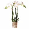 Orchidée Blanche Phalaenopsis - H35cm, ø9cm - Plante D'intérieur Fleurie -Jardin Harmonie Soldes Boutique 9aab2d9f2d800e9b
