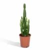 Euphorbia Acrurensis - H80cm, ø24cm - Grande Plante D'intérieur -Jardin Harmonie Soldes Boutique 9b4030fe0c5044dd