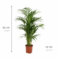 Palmier Areca - H85cm, ø19cm - Grande Plante D'intérieur -Jardin Harmonie Soldes Boutique 9da618f089e0bad1