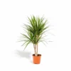 Dracaena Marginata - H90cm, ø17cm - Grande Plante D'intérieur