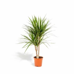 Dracaena Marginata - H90cm, ø17cm - Grande Plante D'intérieur