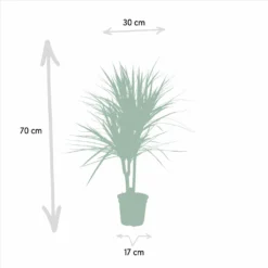 Dracaena Marginata - H90cm, ø17cm - Grande Plante D'intérieur -Jardin Harmonie Soldes Boutique a10a0eaf2b955cc4