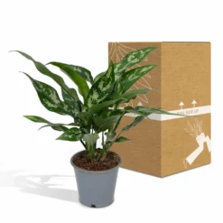 Aglaonema Maria - H30cm, ø12cm - Plante D'intérieur -Jardin Harmonie Soldes Boutique a1fde7798e932efa
