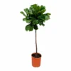 Ficus Lyrata Xl - H150cm, ø30cm - Très Grande Plante D'intérieur -Jardin Harmonie Soldes Boutique a25d2540f33ff31e