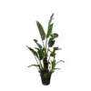 Strelitzia Augusta Xxl - H250cm, ø45cm - Très Grande Plante D'intérieur 1 Strelitzia Augusta Xxl - H250cm, ø45cm - Très Grande Plante D'intérieur -Jardin Harmonie Soldes Boutique a2f806f8de12d064
