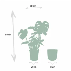 Monstera Deliciosa Et Son Cache-pot Doré - H80cm, ø21cm - Grande Plante D'intérieur -Jardin Harmonie Soldes Boutique a3bb2a9c65d32a74