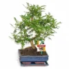 Poivre De Bonsaï Szechuan - Zanthoxylum Piperitum - Ca. 8 Ans -Jardin Harmonie Soldes Boutique a58f7d2c5029e04f