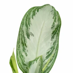 Aglaonema Silver Bay - H55cm, ø17cm - Plante D'intérieur -Jardin Harmonie Soldes Boutique a5b31a05b559baea