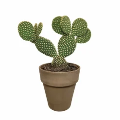 Opuntia Microdasys Et Son Cache-pot Marron - H40cm, ø17cm - Plante D'intérieur -Jardin Harmonie Soldes Boutique a5b5547e6fb3b690