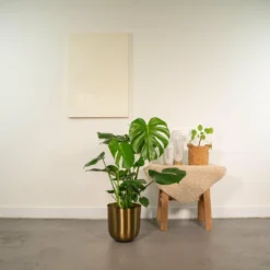 Monstera Deliciosa Et Son Cache-pot Doré - H80cm, ø21cm - Grande Plante D'intérieur -Jardin Harmonie Soldes Boutique a703e08db198f0d3
