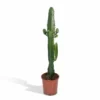 Euphorbia Acrurensis - H50cm, ø17cm - Grande Plante D'intérieur -Jardin Harmonie Soldes Boutique a75a46cc2579c168