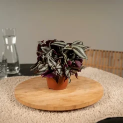 Box 3 Plantes D'intérieur - H20cm, ø12cm - Plantes D'intérieur -Jardin Harmonie Soldes Boutique abd6482b058aeed7