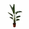 Strelitzia Augusta Xxl - H210cm, ø30cm - Très Grande Plante D'intérieur -Jardin Harmonie Soldes Boutique acd978b1e2cfdac3