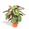 Calathea Medallion - H65cm, ø19cm - Plante D'intérieur 2 Calathea Medallion - H65cm, ø19cm - Plante D'intérieur -Jardin Harmonie Soldes Boutique ad29c3ffb70e29a5