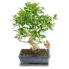 Figuier Chinois Bonsaï - Ficus Retusa - Env. 10 Ans -Jardin Harmonie Soldes Boutique adc756339e8612c4