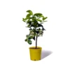 Cedrat Ethrog Bio Tailles:pot De 3 Litres, Hauteur 30/40 Cm -Jardin Harmonie Soldes Boutique ae42a36e8dbb1aab