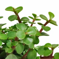 Portulacaria Afra - H25cm, ø10,5cm - Plante D'intérieur -Jardin Harmonie Soldes Boutique ae48ccf2c4e6d2a1