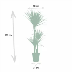Dracaena Marginata - H120cm, ø21cm - Très Grande Plante D'intérieur -Jardin Harmonie Soldes Boutique aebe076ef845c465