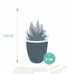 Gasteria, Haworthia Et Leurs Caches-pots Blancs, Box De 5 Plantes - H8cm, ø6cm - Plantes D'intérieur -Jardin Harmonie Soldes Boutique aec360084ae20f1e