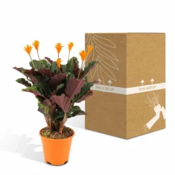 Calathea Crocata - H40cm, ø14cm - Plante D'intérieur -Jardin Harmonie Soldes Boutique aeed595373668365