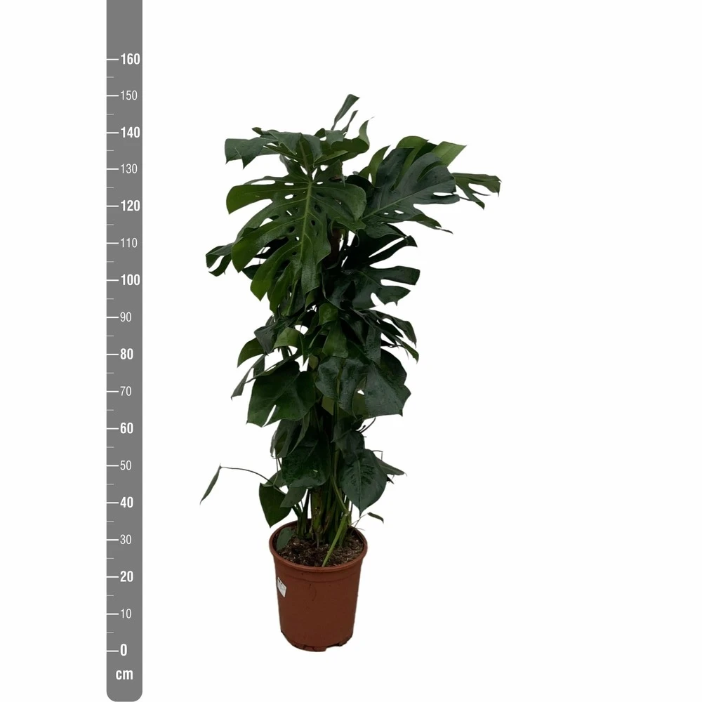 Monstera Deliciosa Xxl - H150cm, ø24cm - Très Grande Plante D'intérieur 5 Monstera Deliciosa Xxl - H150cm, ø24cm - Très Grande Plante D'intérieur – Image 3