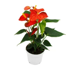 Fleur De Flamant Rose - Anthurium Andreanum - Anthurium - Pot 12cm - "orange Champion -Jardin Harmonie Soldes Boutique b1ae8bbb9b581bd6