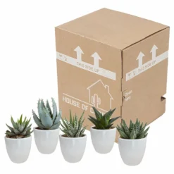 Gasteria, Haworthia Et Leurs Caches-pots Blancs, Box De 5 Plantes - H8cm, ø6cm - Plantes D'intérieur -Jardin Harmonie Soldes Boutique b21e979194cb601b