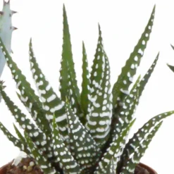 Gasteria, Haworthia, Box De 5 Plantes - H12cm, ø5,5cm - Plantes D'intérieur -Jardin Harmonie Soldes Boutique b4c4f900794f4f5a