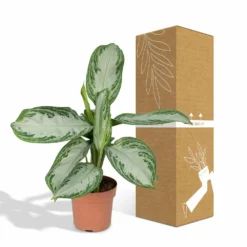 Aglaonema Silver Bay - H55cm, ø17cm - Plante D'intérieur -Jardin Harmonie Soldes Boutique b5f3c26db9e6b948