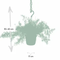 Asparagus Sprengeri Hang - H35cm, ø17cm - Plante D'intérieur Tombante -Jardin Harmonie Soldes Boutique b63f0117f979571d