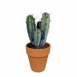 Myrtillocactus Et Son Cache-pot En Terracotta - H40cm, ø17cm - Plante D'intérieur -Jardin Harmonie Soldes Boutique b6968ab3d045db57