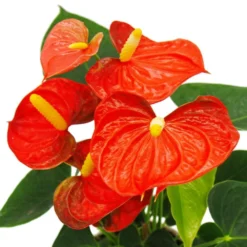 Fleur De Flamant Rose - Anthurium Andreanum - Anthurium - Pot 12cm - "orange Champion -Jardin Harmonie Soldes Boutique b7097dee7be0935f