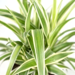 Chlorophytum - H25cm, ø12cm - Plante D'intérieur -Jardin Harmonie Soldes Boutique b7f620c9978f9f23